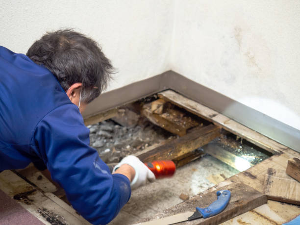 Best Mold Removal Company Near Me  in Lake Nacimiento, CA