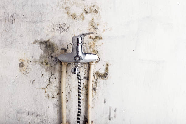 Best Local Mold Removal Service  in Lake Nacimiento, CA