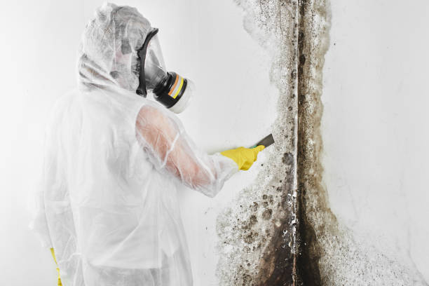 Best Mold Damage Repair  in Lake Nacimiento, CA
