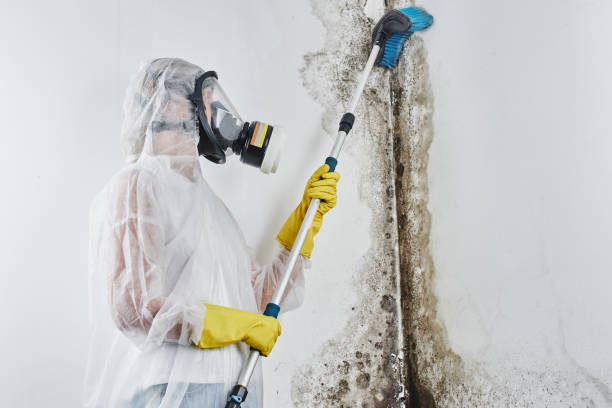 Best Same-Day Mold Removal  in Lake Nacimiento, CA
