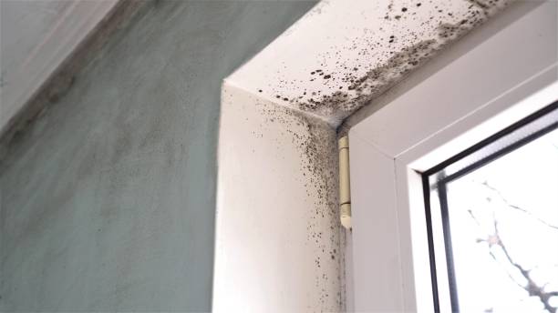 Best Crawl Space Mold Removal  in Lake Nacimiento, CA