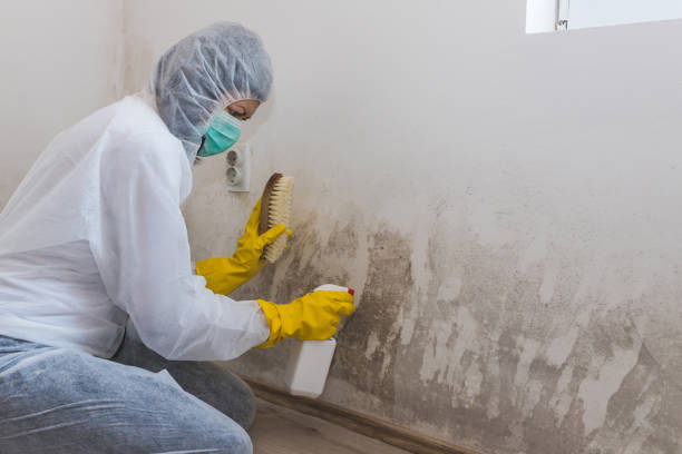 Best Toxic Mold Removal  in Lake Nacimiento, CA