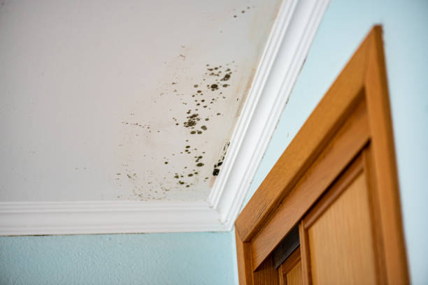 Best Mold Remediation  in Lake Nacimiento, CA
