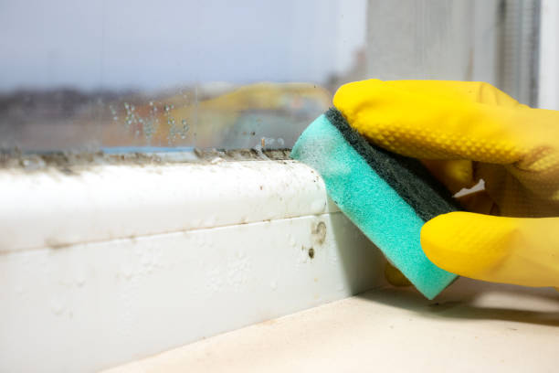 Best Home Mold Removal  in Lake Nacimiento, CA