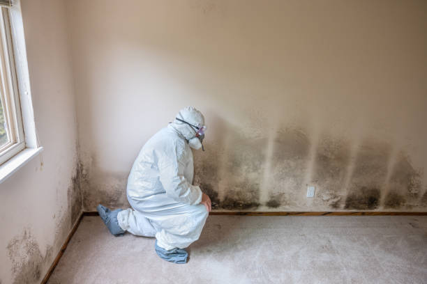Best Mold Remediation Services  in Lake Nacimiento, CA
