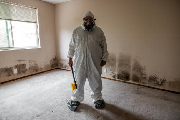 Mold Removal and Inspection in Lake Nacimiento, CA