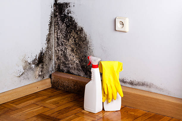Lake Nacimiento, CA Mold Removal Company