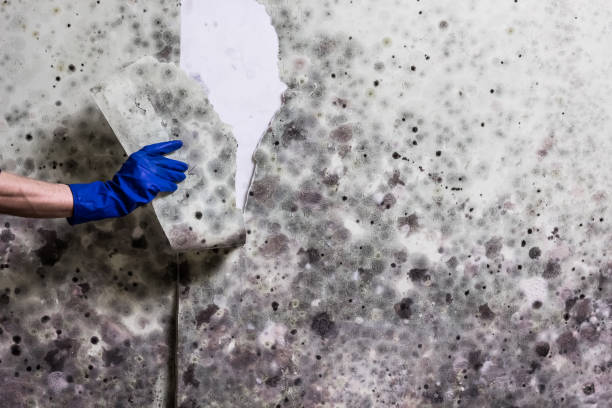 Best Mold Removal Company Near Me  in Lake Nacimiento, CA